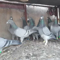 دوتیپ المانی جون همه نرشب روز ندارن|پرنده|تربتحیدریه, فردوسی جنوبی|دیوار