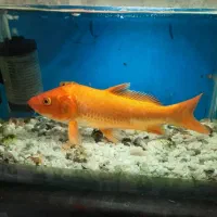 ماهی کوی بزرگ و کوچک|ماهی|مرودشت, بیست متری بیمارستان|دیوار