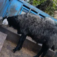 چاق کشتاری|حیوانات مزرعه|کوهسار (البرز), |دیوار