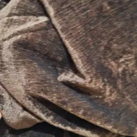 پرده پذیرایی|پرده، رانر، رومیزی|بندر امام خمینی, |دیوار