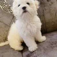 سگ شیتزو تریر ماده یک ساله نیمه شناسنامه دار