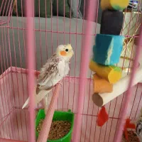 عروس هلندی جوجه