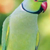 ملنگو معاوضه با ۲ جفت عروسی هلندی یا هم۲جفت قناری