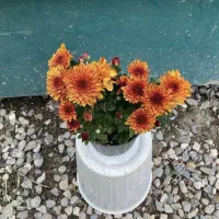 گلهای داوودی|گل و گیاه طبیعی|گرگان, |دیوار