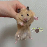 همستر روبروفسکی|موش و خرگوش|ایلام, |دیوار