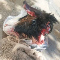 دونه ۴۳۰|حیوانات مزرعه|مسجد سلیمان, |دیوار