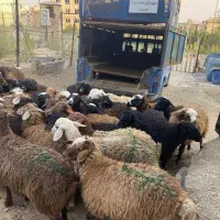 کل مناطق تهران و کرج گوسفند زنده موجود است|حیوانات مزرعه|تهران, فردوس|دیوار
