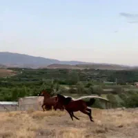 کره دوساله کرد سلیمی نریون