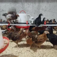 جوجه مرغ گلپایگانی