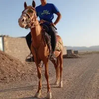 کره 3ساله 4ماه اوست یورقه