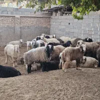 بره نر|حیوانات مزرعه|مرودشت, شهرک مهدیه|دیوار