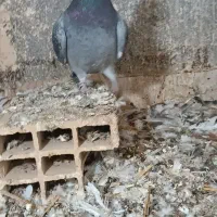 ماده قره سبز پلاکی