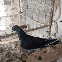یک لونه کبوتر پرشی