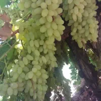 انگور مرغوب عسکری جهت شیره