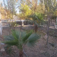 اجاره ویلا در خ امام خمینی|اجارهٔ کوتاه‌مدت ویلا و باغ|محمدشهر, محمدشهر|دیوار