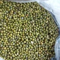 خریدار ماش لوبیا