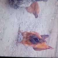 خروس|حیوانات مزرعه|چناران, |دیوار