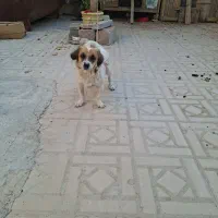 سگ زیبا و باهوش|سگ|شیراز, جرسقان|دیوار