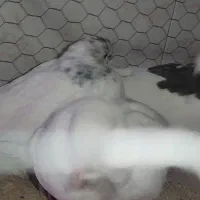 کفتر|پرنده|ابریشم, |دیوار