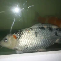 ماهی کوی گرید A اورسایز