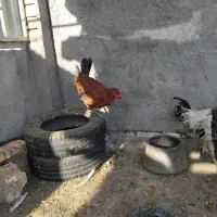 ۴عددجوجهخروسبزرگوکفترپاکستانی|پرنده|اردکان, |دیوار
