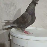 کفتر قهوه دم سفید شعمک تخت پاک دم