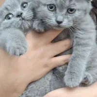 واگذاری گربه