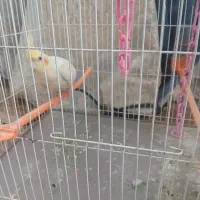 عروس هلندی نر