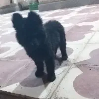 درمان تضمینی پاروا