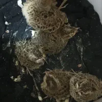 سهره خاکی