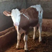 (گوساله نر )و گاو و گوساله سیمینتال