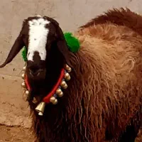 ** گوسفند قلم آبی درجه یک زنده به شرط **|حیوانات مزرعه|مشهد, نوید|دیوار