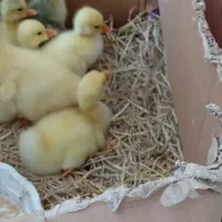 جوجه قوغاز|حیوانات مزرعه|بندر انزلی, کلیور|دیوار