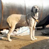 ماده پژدر درجه یک|سگ|ماهنشان, |دیوار