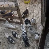 کبوتر