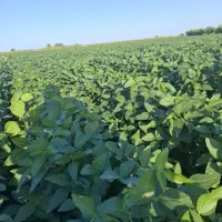 اجاره-برای-گوجه-3-هکتار