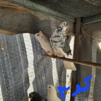 کبوتر خوش قیمت