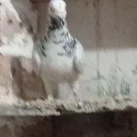 کبوتر گرفتنی و جفگاهی|پرنده|فیروزه, |دیوار