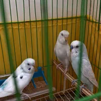 مرغ عشق نر و ماده مولد