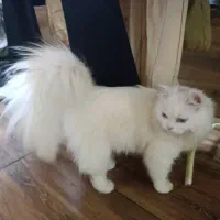گربه سفید خالص،پرشین اصل چشم آبی،دم سنجابی