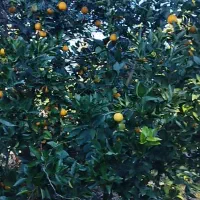 پرتغال خونی ارگانیک