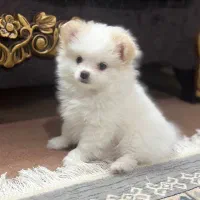 سگ پامر|سگ|آباده, |دیوار