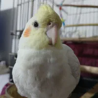 عروس هلندی‌ سخنگو