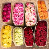 دسته گل انواع رز هلندی بسته ۲۰ شاخه