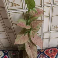 سینگونیوم صورتی