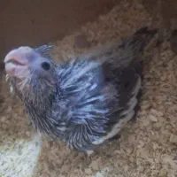 جفت عروس هلندی تخم گذار|پرنده|اهواز, کیانپارس |دیوار