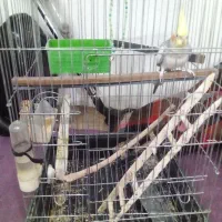 پرنده|پرنده|چمستان, |دیوار