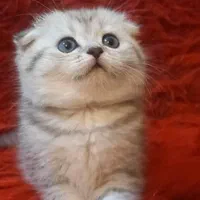 کانال گربه‌های اشرافی (اسکاتیش/پرشین/بریتیش)|گربه|کرمان, |دیوار