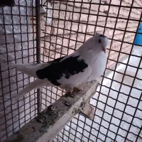 کبوتر|پرنده|کیار, |دیوار