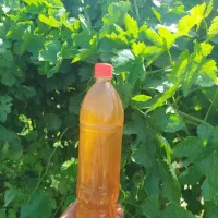 آبغوره طبیعی